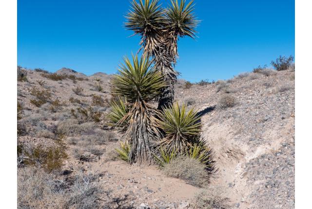Mojave Yucca