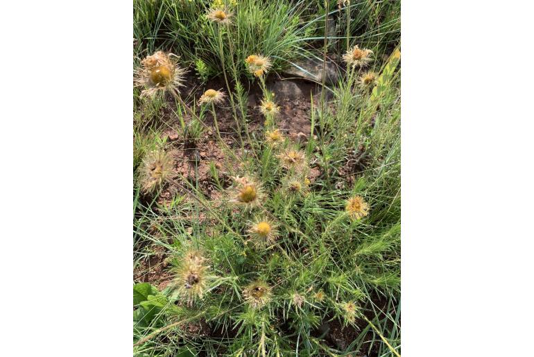 Berkheya zeyheri ssp rehmannii -10110