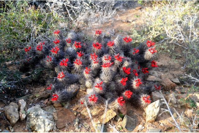 Kustelijke tepelcactus