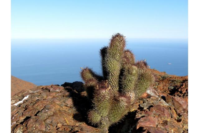 Pond's tepelcactus