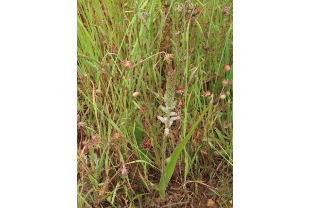 Rogers' lachenalia Rogers' lachenalia