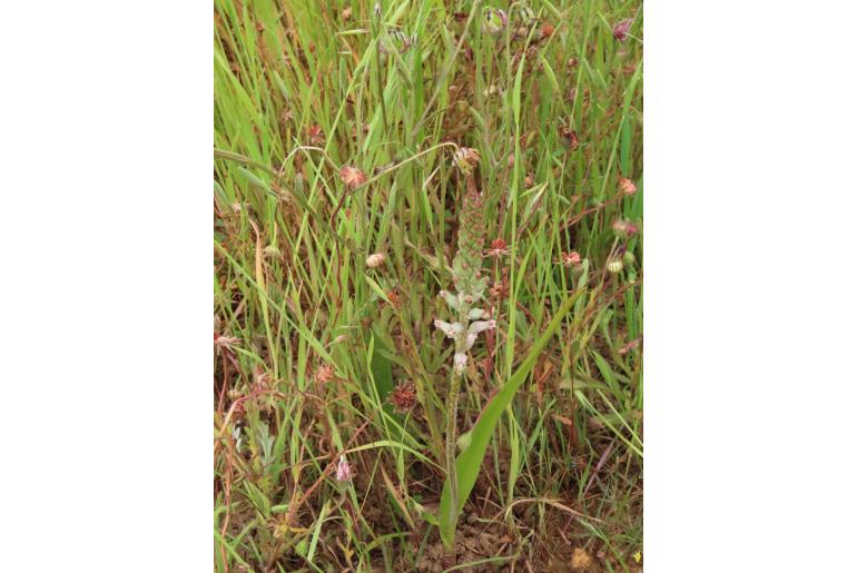 Lachenalia rogersii 10124