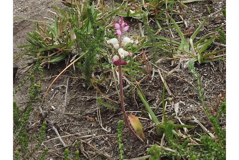 Lachenalia peersii 10126