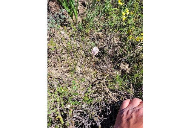 Veelbladige lachenalia Veelbladige lachenalia