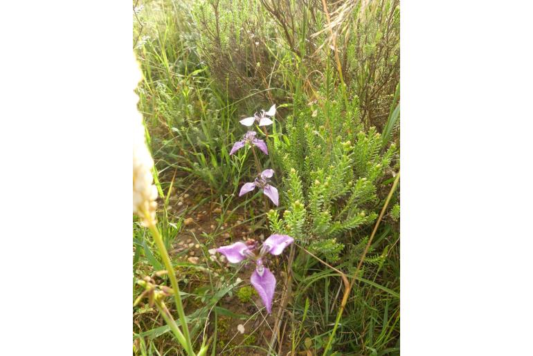 Moraea debilis -10131