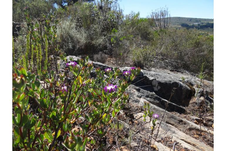 Erepsia pillansii -10133