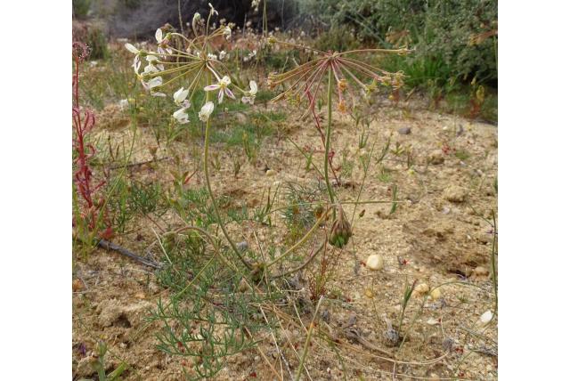 Anethum-bladige geranium