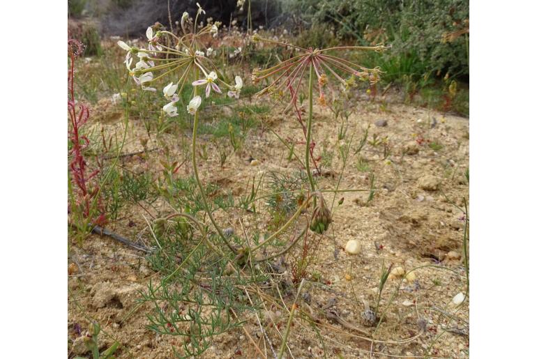 Pelargonium anethifolium 10134