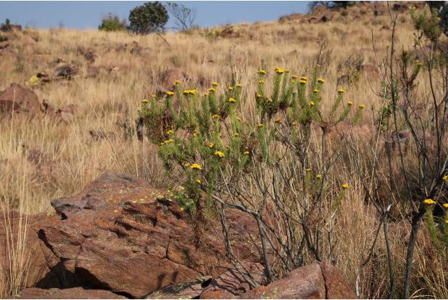 Bolus' phymaspermum