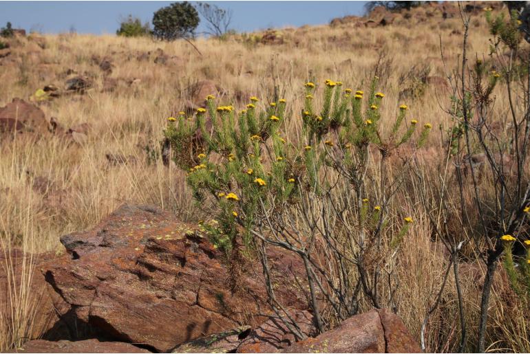 Phymaspermum athanasioides 10136