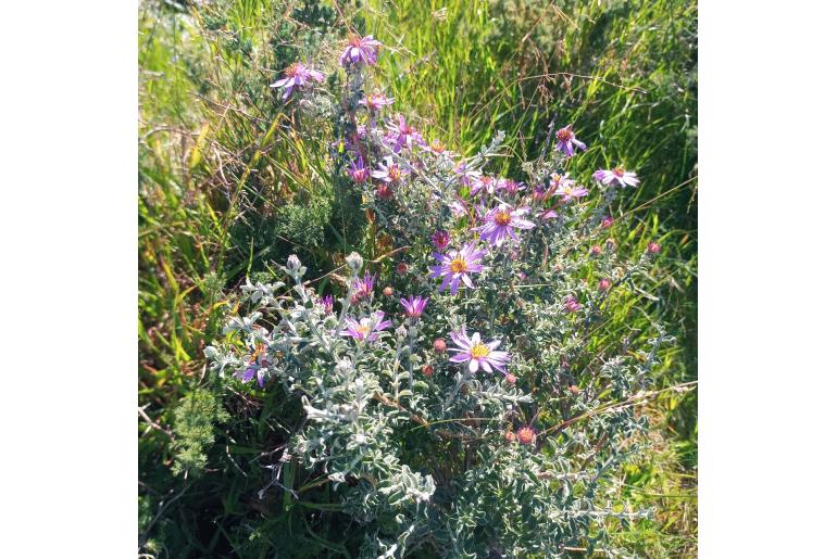 Printzia polifolia -10137