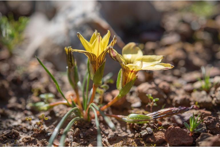 Romulea luteiflora 10138