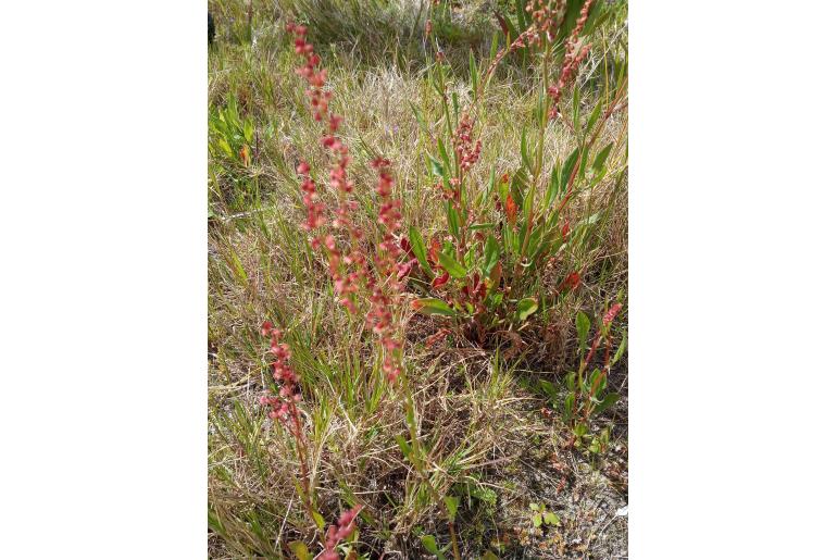 Rumex cordatus&nbsp;10139