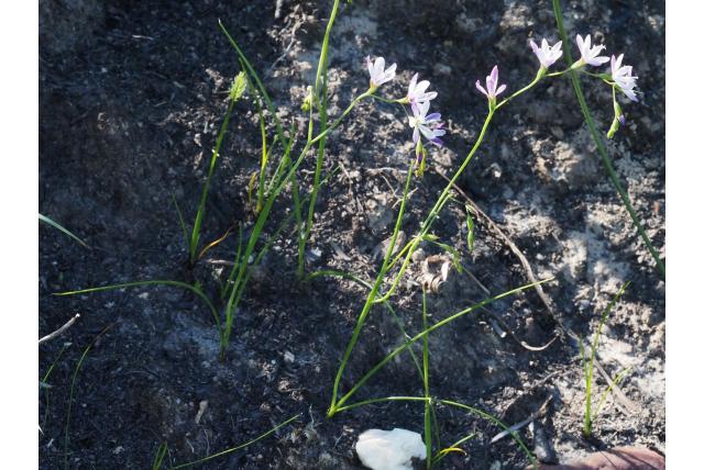 Vertakte geissorhiza Vertakte geissorhiza