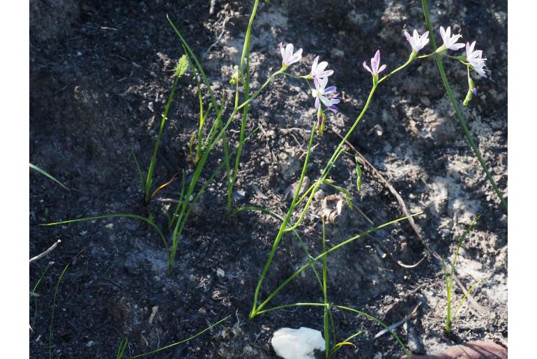 Geissorhiza ramosa -10146