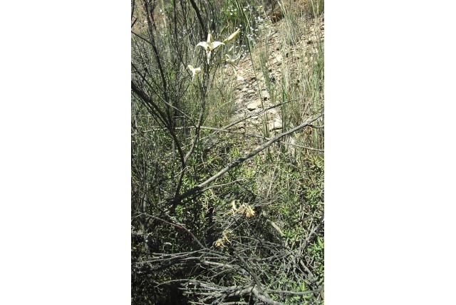 Slanke buis Gladiolus Slanke buis Gladiolus