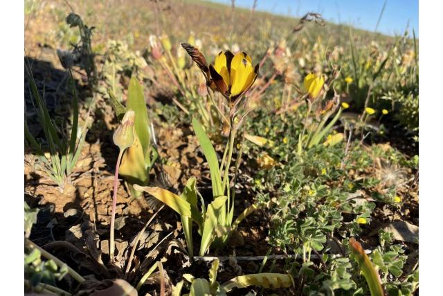 Omhulde hesperantha Omhulde hesperantha