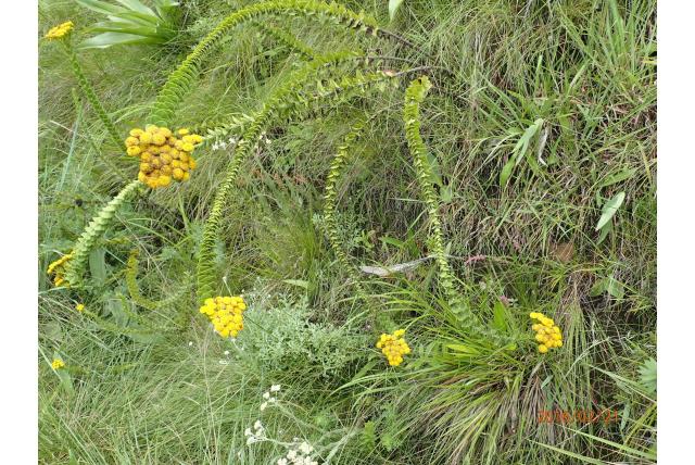 Wit-getakte inulanthera Wit-getakte inulanthera