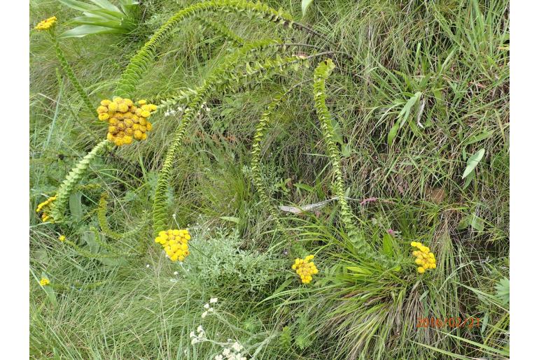 Inulanthera leucoclada 10163