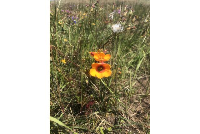 Incomplete avondbloem Incomplete avondbloem