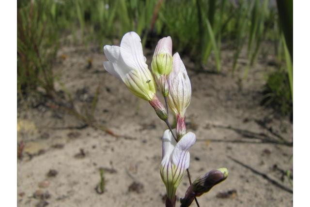 Spreidende avondbloem