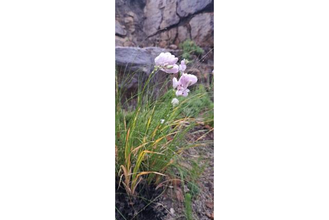 Metelerkamp's avondbloem Metelerkamp's avondbloem