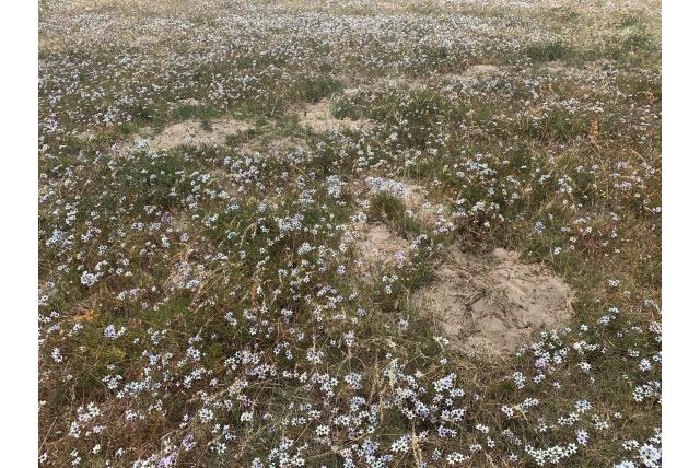 Samengevoegde meeldraden avondbloem Samengevoegde meeldraden avondbloem