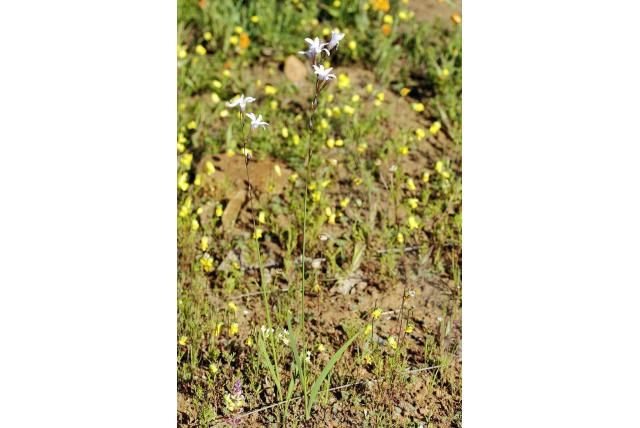 Namaqualand avondbloem Namaqualand avondbloem