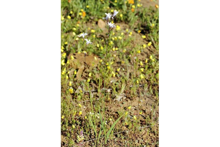 Ixia namaquana 10169