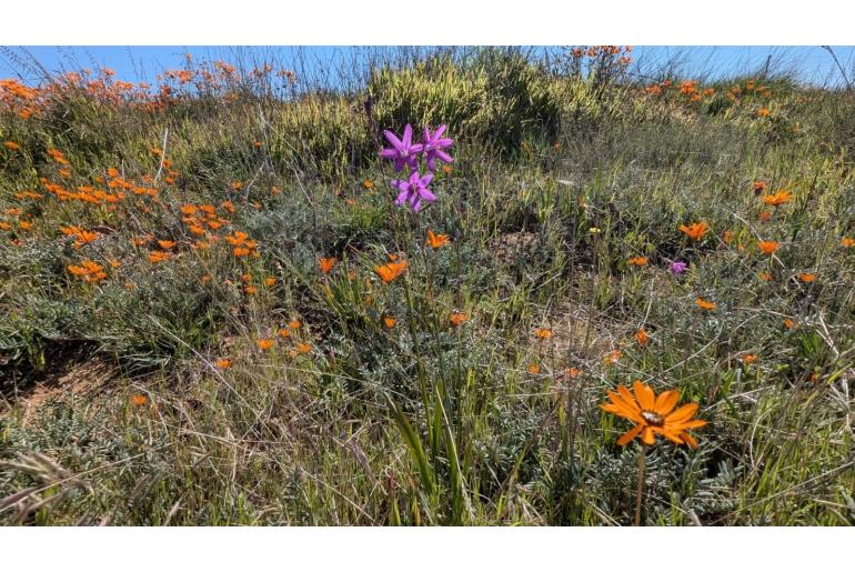 Ixia ramulosa -10170