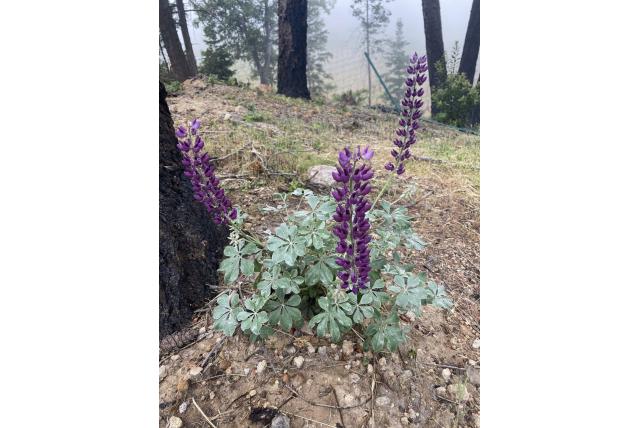 Cobb berg lupine Cobb berg lupine