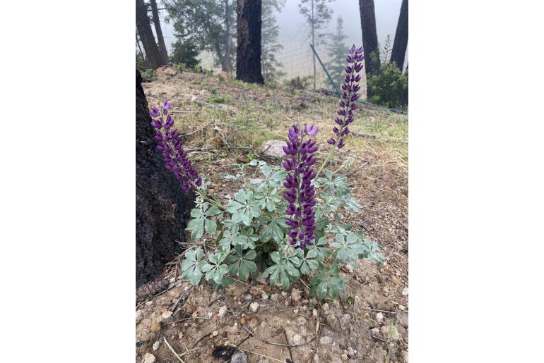 Lupinus sericatus 10191