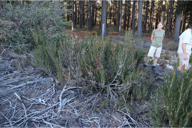 Melaleuca quadrifida ssp aspera -10195