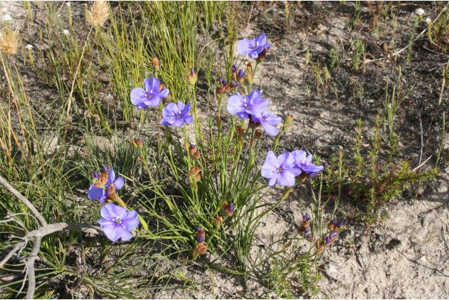 Bloemtros Aristea