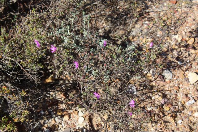 Karroo drosanthemum