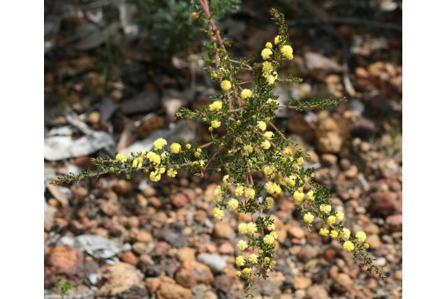 Brown's tussenliggende acacia