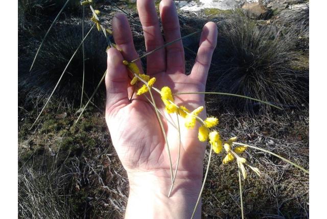Ephedra-achtige acacia