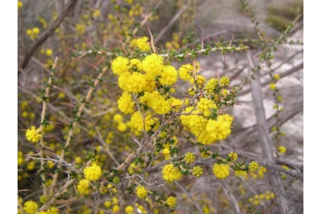 Gloeiende acacia