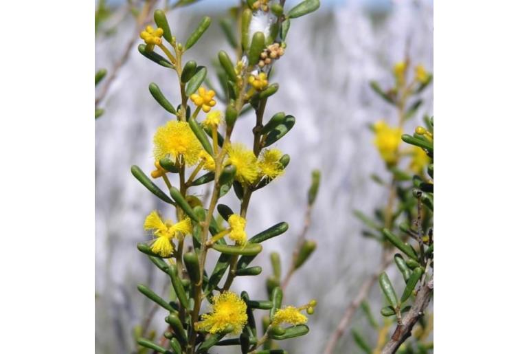 Acacia leptospermoides ssp leptospermoides -10219