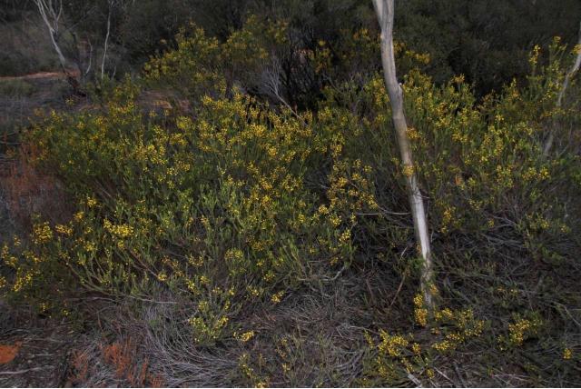 Gebande acacia