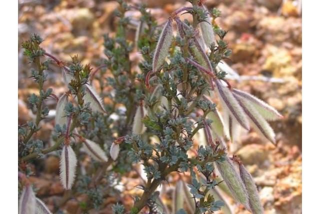 Moir's acacia