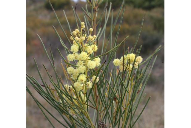 Kameleon acacia