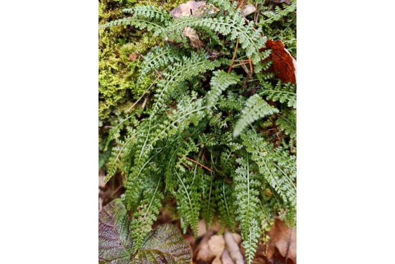 Asplenium fontanum 10224