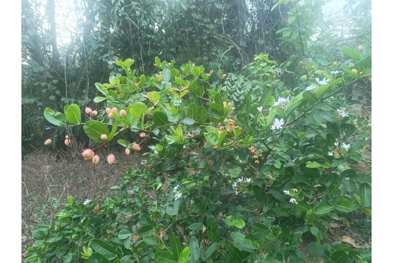 Carissa carandas 10229