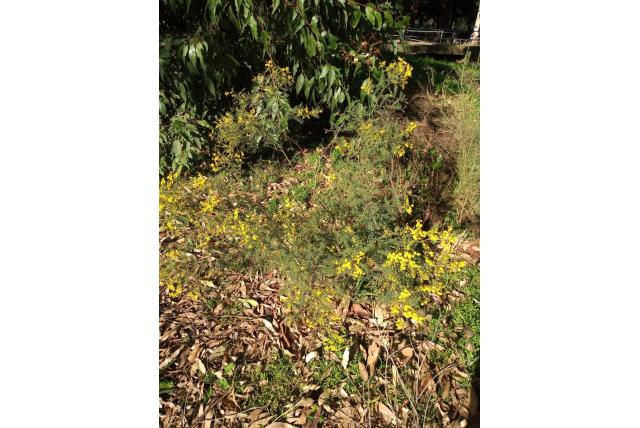 Wyalong acacia