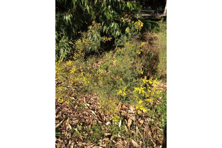 Acacia cardiophylla -10230