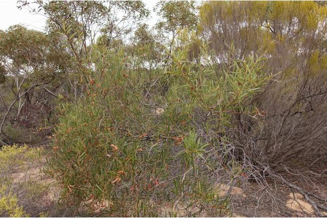 Hopblad acacia