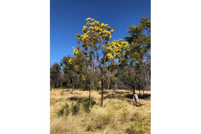Varenblad acacia