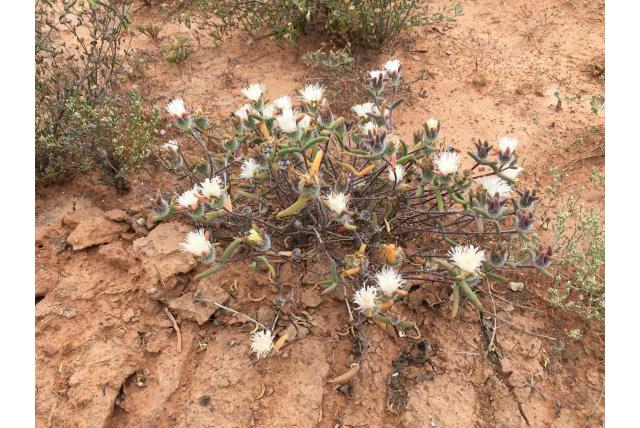 Uitgroeisel drosanthemum
