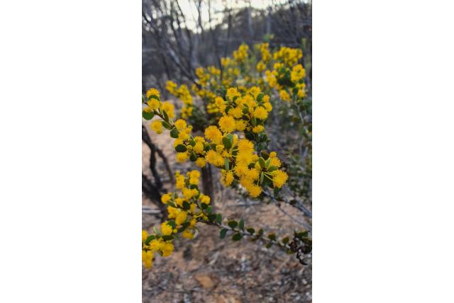 Merrall's acacia